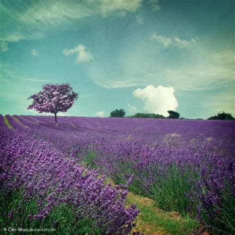 Landscape Photography by Oer Wout | Art and Design | Lavender fields ...