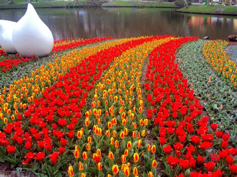 Keukenhof Tulip Festival 2024 - Afton Ardenia