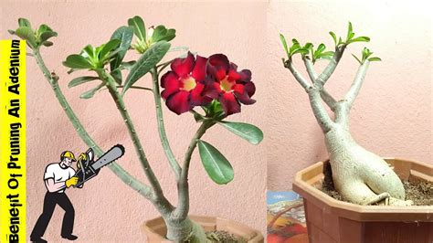 Effect Of Pruning An Adenium Plant || Can I Prune My Desert Rose ...