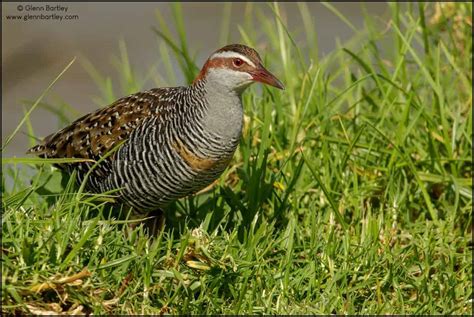 Buff-banded Rail (Gallirallus philippensis) | Focusing on Wildlife