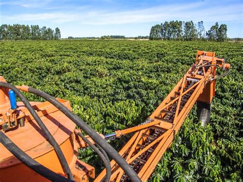 Coffee harvest editorial image. Image of america, crop - 99725110