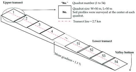 Schematic illustration of the line transect. | Download Scientific Diagram