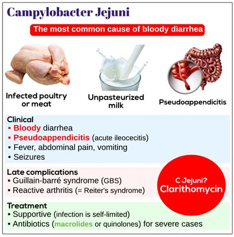 Campylobacter jejuni - Medicine Keys for MRCPs