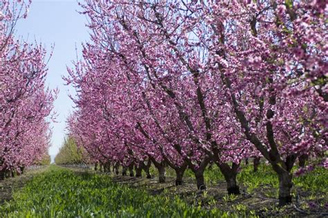 Elara Marsh: Flowering Almond Trees In California's Central Valley / Fresno Blossom Trail How ...