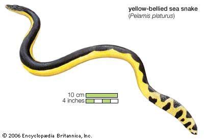 Sea snake | reptile | Britannica.com