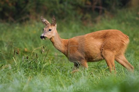 Watchful roe deer female eating grass while grazing on the green meadow by Wild Media - digital ...