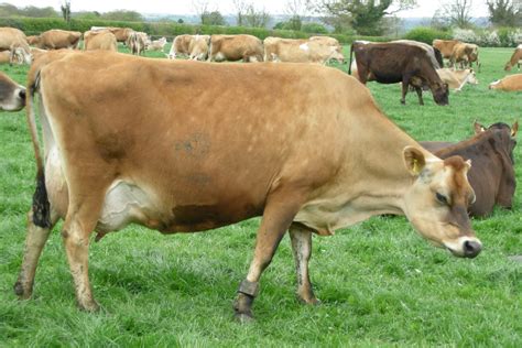 Types Of Cows – DairyPesa