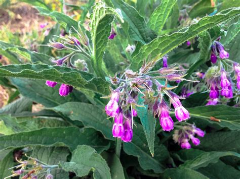 True Comfrey Seeds | All Good Things Organic Seeds