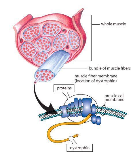 Duchenne Muscular Dystrophy - Dystrphin Gene | Neurología, Ilustración médica, Pediatría