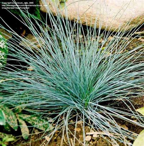 PlantFiles Pictures: Festuca Species, Blue Fescue (Festuca glauca) by growin