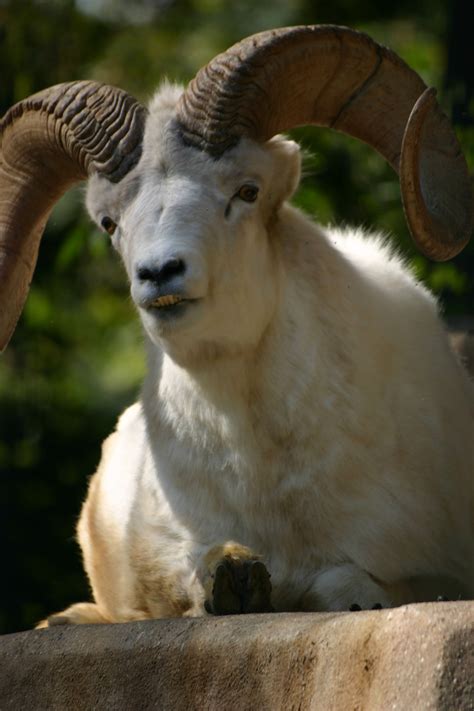 Zoo Leipzig | Zoo, Leipzig, Animals