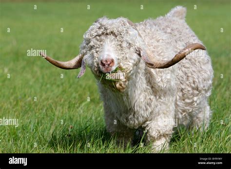 Mohair goat - Angora goat Stock Photo - Alamy