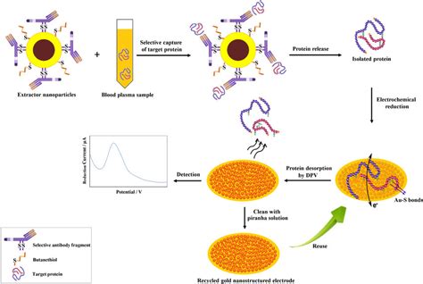 Schematic representation for utilising thiol chemistry of biomolecules ...