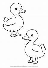 Duck Template Outline Templates Cut Drawing Eating Animal Coloring  sketch template