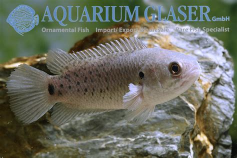 Anabas testudineus - Aquarium Glaser GmbH