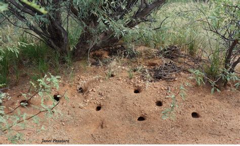 Kangaroo Rat Burrows - Winterberry Wildlife