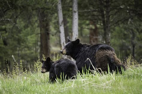 Science Spotlight: River Valley Wildlife Corridor — Edmonton & Area Land Trust