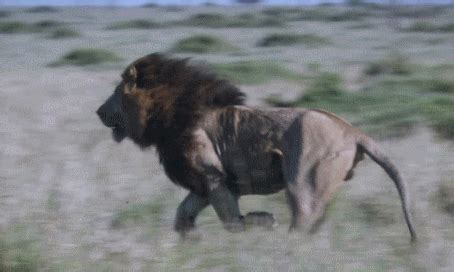 Lions, Magnificent Killers