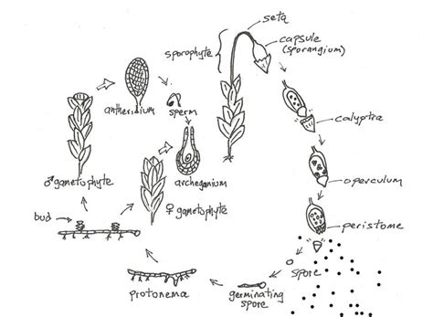 aaa-bryology1-plants – Ohio Moss and Lichen Association