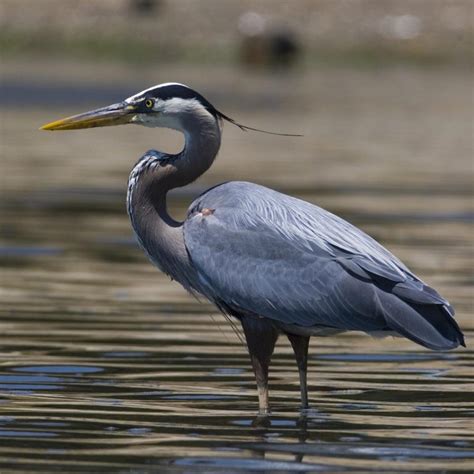 Find Out More About the Amazing Life of Herons – Page 2 – Animal ...