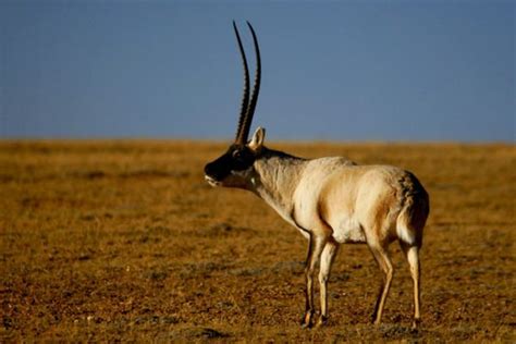 Tibetan antelope - Alchetron, The Free Social Encyclopedia