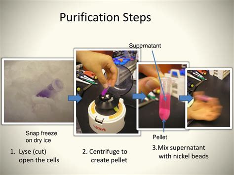 PPT - Protein Purification PowerPoint Presentation, free download - ID ...