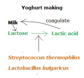 Using microorganism in making yoghurt and single cell protein - Biology Notes for IGCSE 2014