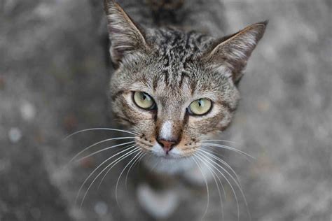 Rogue Kitties: All About Feral Cat Colonies | Dupont Veterinary Clinic