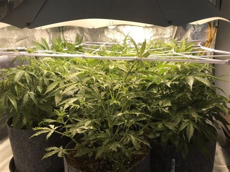 SCROG Cannabis Growing Step-by-Step | Weedstockers