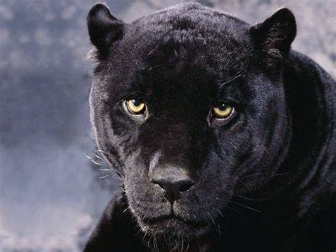 a black panther staring at the camera