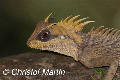 Acanthosaura nataliae | The Reptile Database