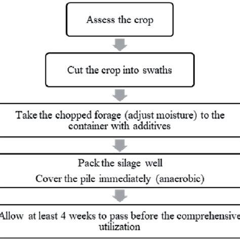 The pictorial presentation of the steps involved in the ensilage ...