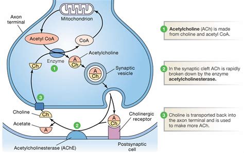 Acetylcholine - Function, Acetylcholine Deficiency, Receptor Antibody