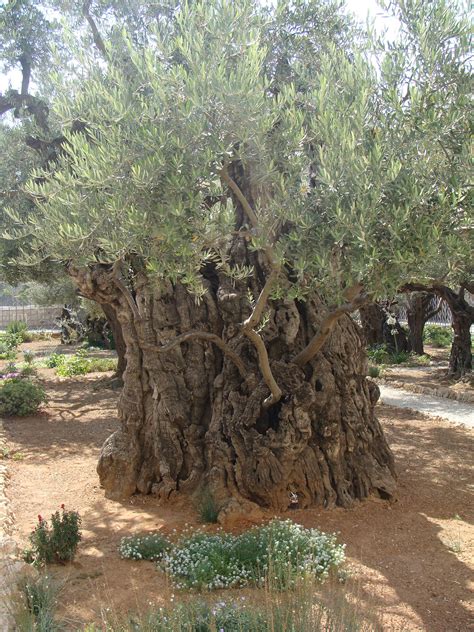 Garden of Gethsemane | Garden of gethsemane, Unique trees, Old trees