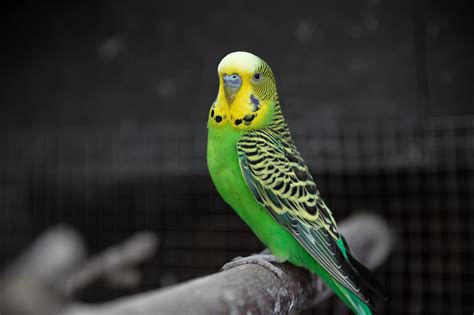 South Australia's Budgerigar Delight: A Tribute To Bcsa's Favorites ...