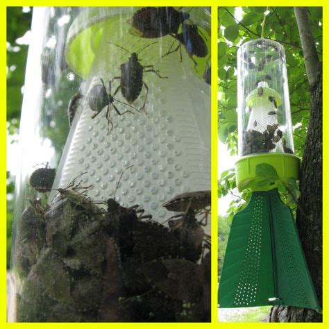 25 Stink Bug Trap - Outdoor Use ideas | stink bugs, stink bug trap, stink