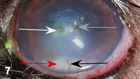 Image Gallery: Hypopyon in Dogs | Clinician's Brief