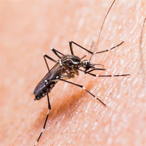 Do Mosquitoes Bite or Sting? | Mr. Mister Mosquito ControlMr. Mister ...