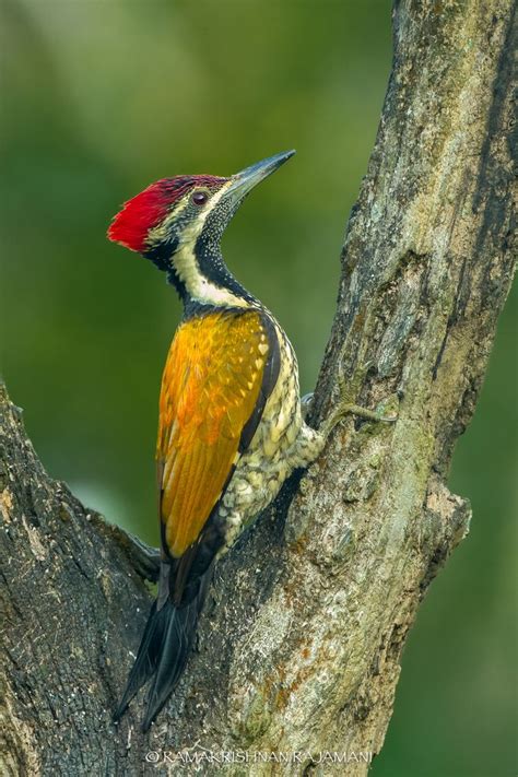 Lesser golden-backed woodpecker, Kerala #travel #birds #weekend ...