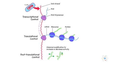 Gene Expression in Prokaryotes | Sciencing