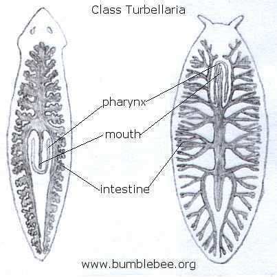 Turbellaria - Alchetron, The Free Social Encyclopedia