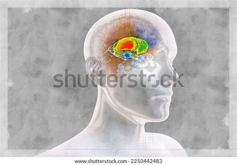 Brain Dorsal Striatum Anatomy 3d Illustration Stock Illustration 2250442483 | Shutterstock