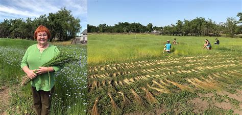 Flax in West Coast Fibersheds: From Field to Mill - Fibershed