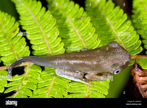 Amphibian metamorphosis - Tadpole changing into a frog. An amazonian Stock Photo, Royalty Free ...