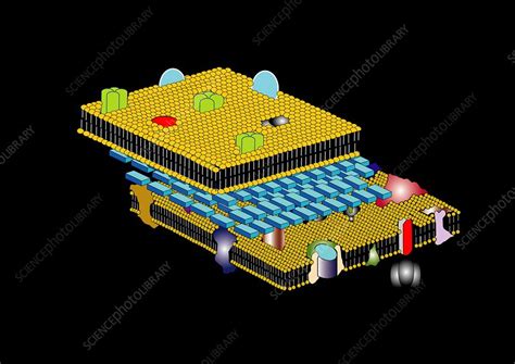 Gram negative cell wall, artwork - Stock Image - C010/5767 - Science Photo Library