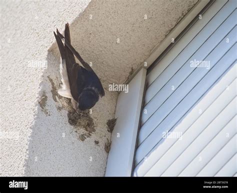 Barn Swallow Building Nest to the Corner of the Window Stock Photo - Alamy