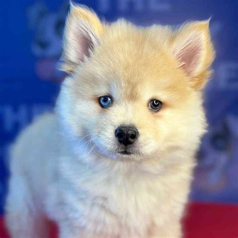 Chow Chow- Pomeranian Puppies for sale - The Puppy Palace CT