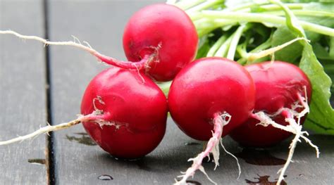 40 Different Types of Radishes to Grow This Season