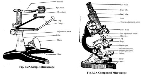 Microscope: Structure, Uses, Functioning Processes of Simple , Compound ...