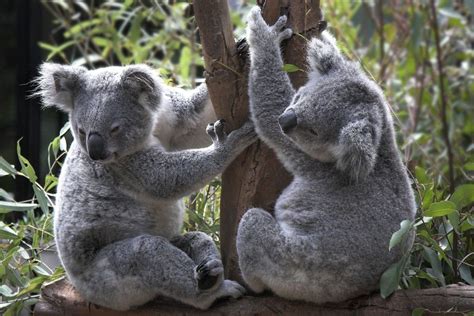 A Pair of Koala jigsaw puzzle | Koala, Koala bear, Koalas